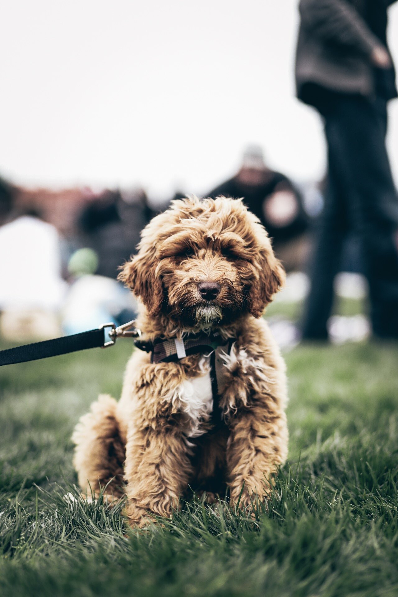 Small curly-haired dog sitting in the grass at an event