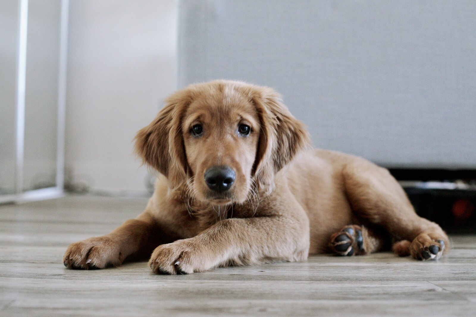 Harvey as a golden retriever puppy resting indoors