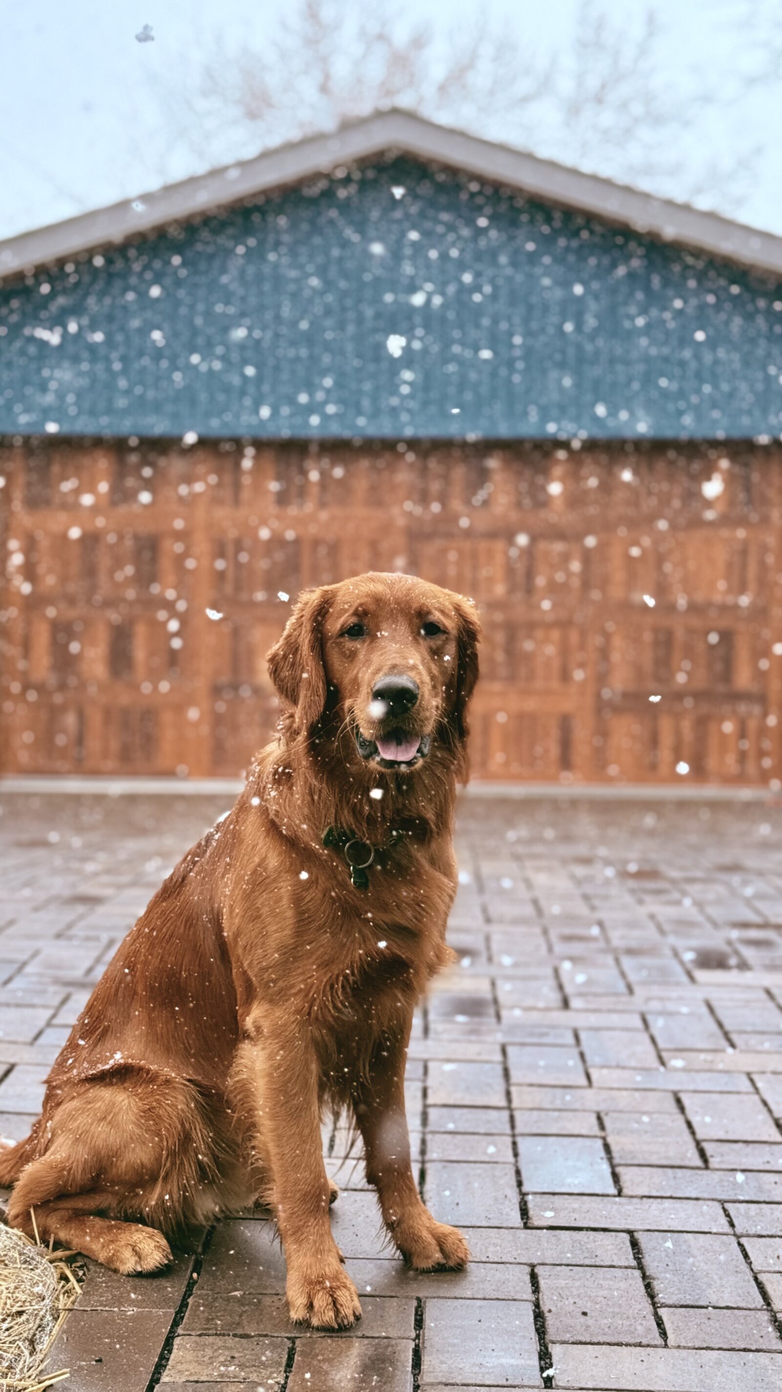 Harvey sitting outside as snow falls