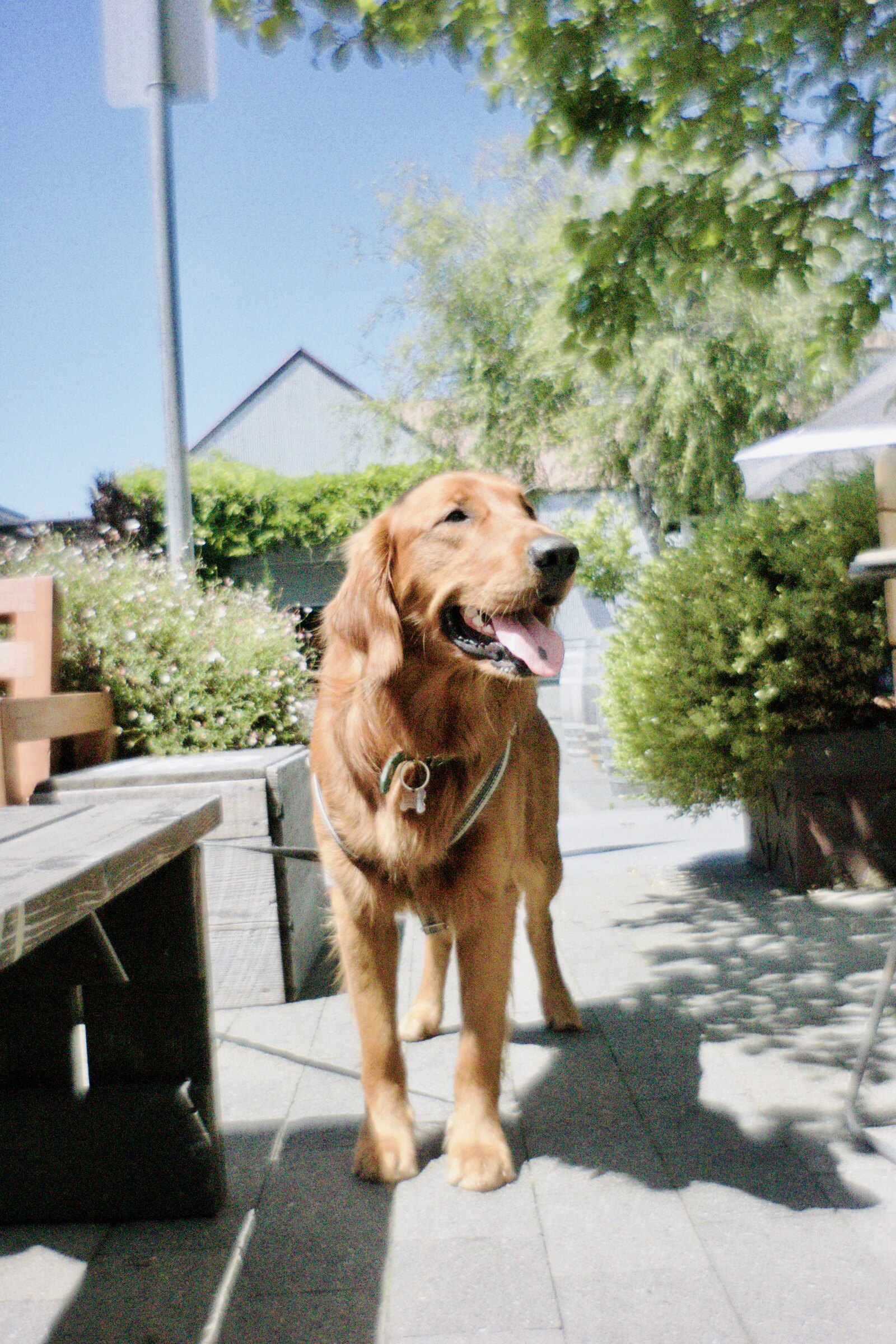 Harvey standing outside on a sunny day