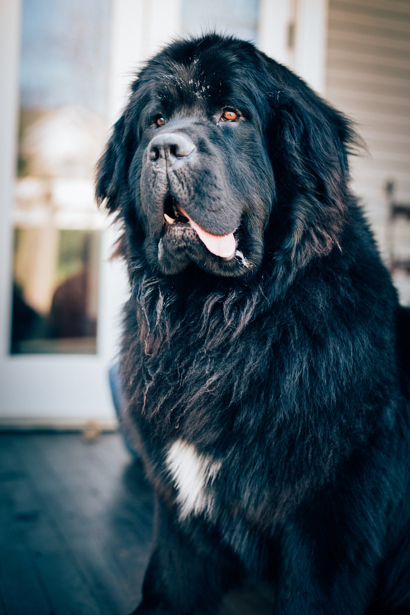 Black Newfoundland sitting for a portrait