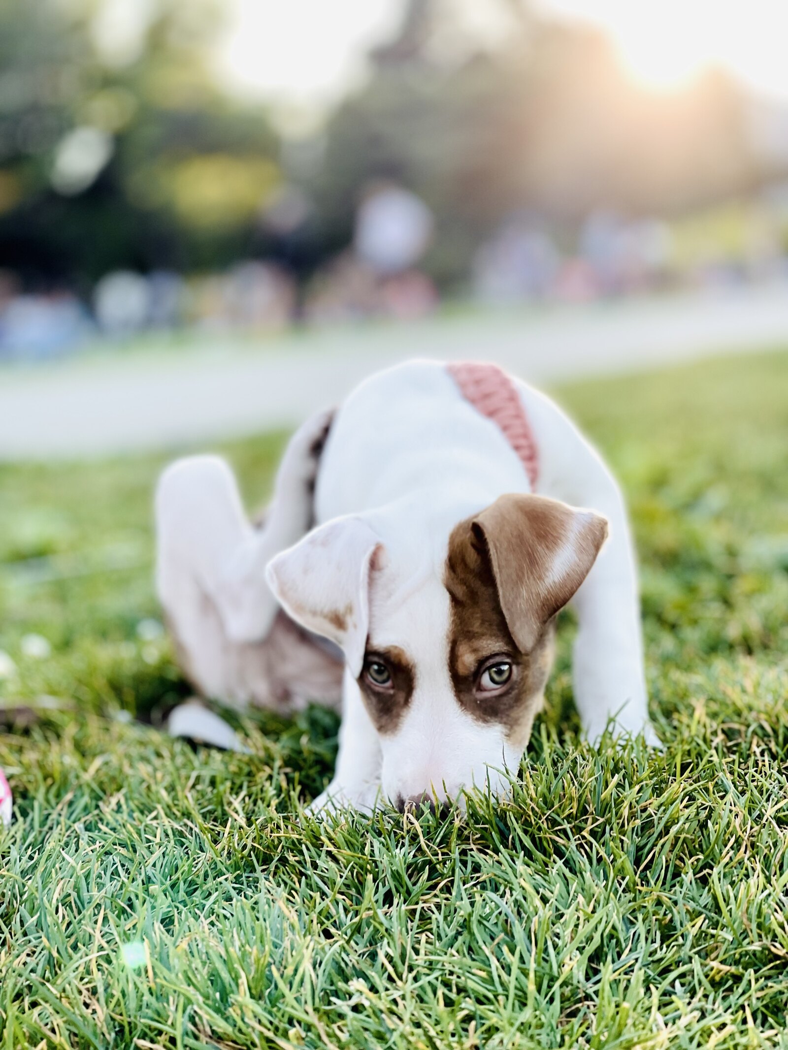 White-and-brown puppy crouching in the grass