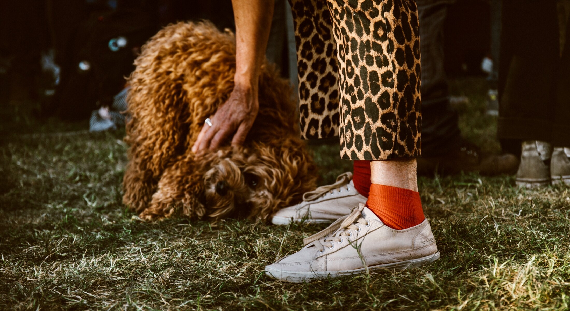 A dog moving through a live event
